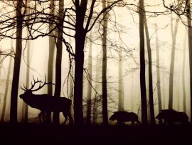 Lais Puzzle - Hirsche im Wald im Nebel - 1.000 Teile