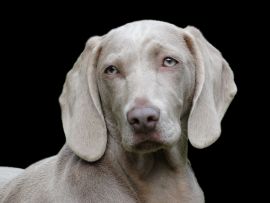 Lais Puzzle - Weimaraner - 1.000 Teile
