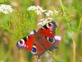 Lais Puzzle - Schmetterling - 200 Teile