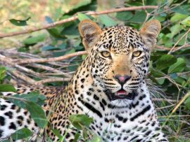 Lais Puzzle - Leopard - 500 Teile