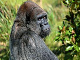 Lais Puzzle - Gorilla - 100 Teile