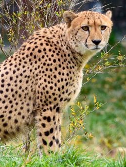 Lais Puzzle - Gepard - 100 Teile
