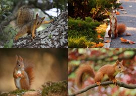 Lais Puzzle - Collage Eichhörnchen - 500 Teile