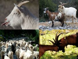 Lais Puzzle - Collage Ziege - 1.000 Teile