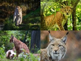 Lais Puzzle - Collage Luchs - 500 Teile
