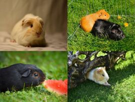 Lais Puzzle - Collage Meerschweinchen - 500 & 1.000 Teile