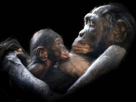 Lais Puzzle - Gorillas - 1.000 Teile