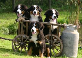 Lais Puzzle - Berner Sennenhund - 100, 500 & 1.000 Teile