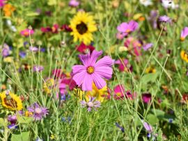 Lais Puzzle - Blumenwiese - 200 Teile