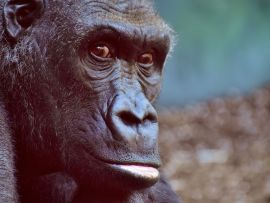 Lais Puzzle - Gorilla - 1.000 Teile