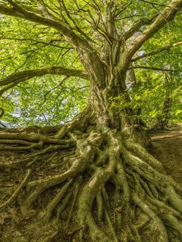 Lais Puzzle - Baum mit Wurzeln - 1.000 Teile