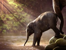 Lais Puzzle - Elefant - 1.000 Teile