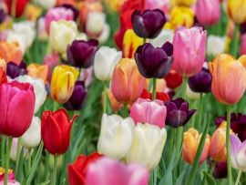Lais Puzzle - Tulpen - 500 Teile
