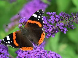Lais Puzzle - Schmetterling - 500 Teile
