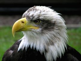 Lais Puzzle - Weißkopfseeadler - 100 Teile