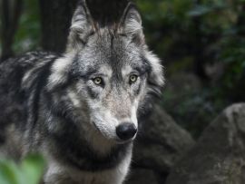 Lais Puzzle - Wolf - 1.000 Teile