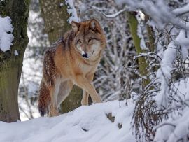 Lais Puzzle - Wolf - 500 Teile