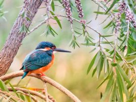Lais Puzzle - Kingfisher Eisvogel - 500 & 1.000 Teile