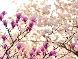 Lais Puzzle - Magnolie - 1.000 Teile