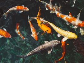 Lais Puzzle - Koi Fische   - 500 & 1.000 Teile