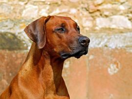 Lais Puzzle - Rhodesian Ridgeback - 1.000 Teile