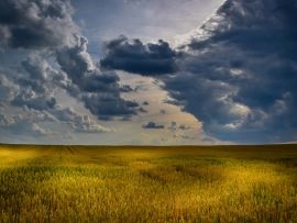 Lais Puzzle - Weizenfeld Wolken - 100 Teile
