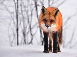 Lais Puzzle - Fuchs - 1.000 Teile