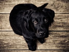 Lais Puzzle - Hund   - 1.000 Teile