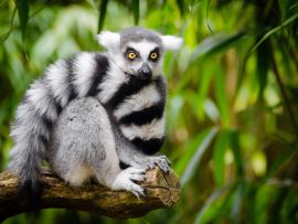 Lais Puzzle - Lemur - 500 & 1.000 Teile