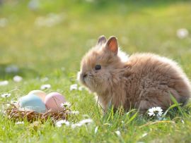 Lais Puzzle - Osterhase - 500 & 1.000 Teile