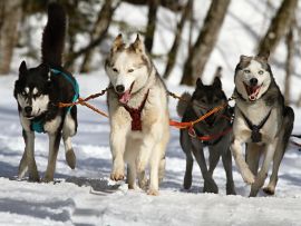 Lais Puzzle - Huskies - 500 Teile