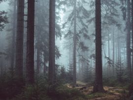 Lais Puzzle - Wald im Nebel - 1.000 Teile