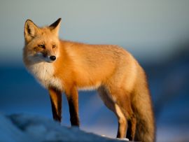 Lais Puzzle - Fuchs - 500 Teile