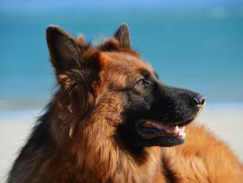 Lais Puzzle - Deutscher Schäferhund - 500 Teile