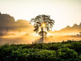 Lais Puzzle - Sonnenaufgang auf Wiese mit Baum - 1.000 Teile