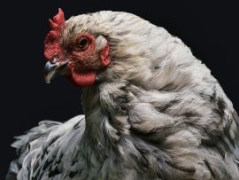 Lais Puzzle - Huhn - 1.000 Teile