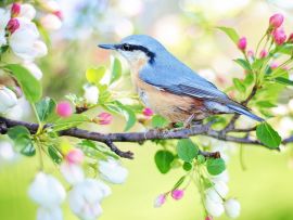 Lais Puzzle - Vogel - 1.000 Teile