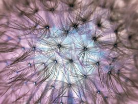 Lais Puzzle - Pusteblume - 1.000 Teile