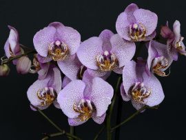 Lais Puzzle - Orchideen - 1.000 Teile