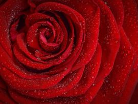 Lais Puzzle - Rote Rose - 1.000 Teile