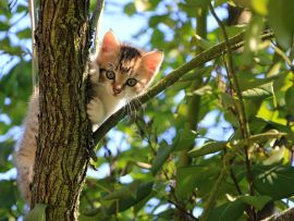 Lais Puzzle - Katze im Baum - 200 Teile