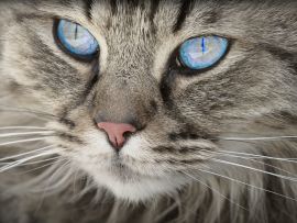 Lais Puzzle - Katze - 500 Teile