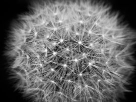 Lais Puzzle - Pusteblume - 1.000 Teile