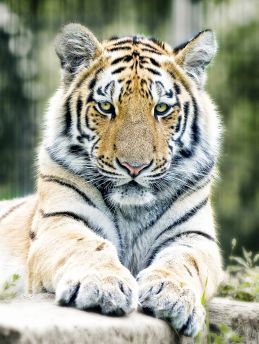 Lais Puzzle - Tiger - 100 & 200 Teile
