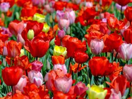 Lais Puzzle - Tulpen - 1.000 Teile