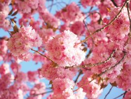 Lais Puzzle - Japanische Kirsche Kirschblüte - 1.000 Teile