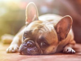 Lais Puzzle - Bulldogge - 1.000 Teile