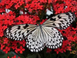 Lais Puzzle - Schmetterling   - 1.000 Teile