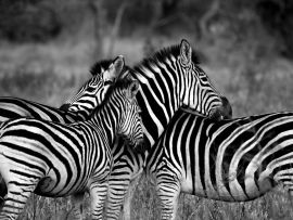 Lais Puzzle - Zebras - 1.000 Teile
