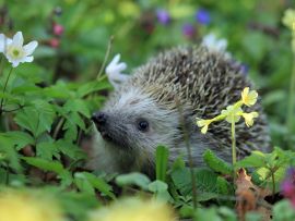 Lais Puzzle - Igel - 1.000 Teile